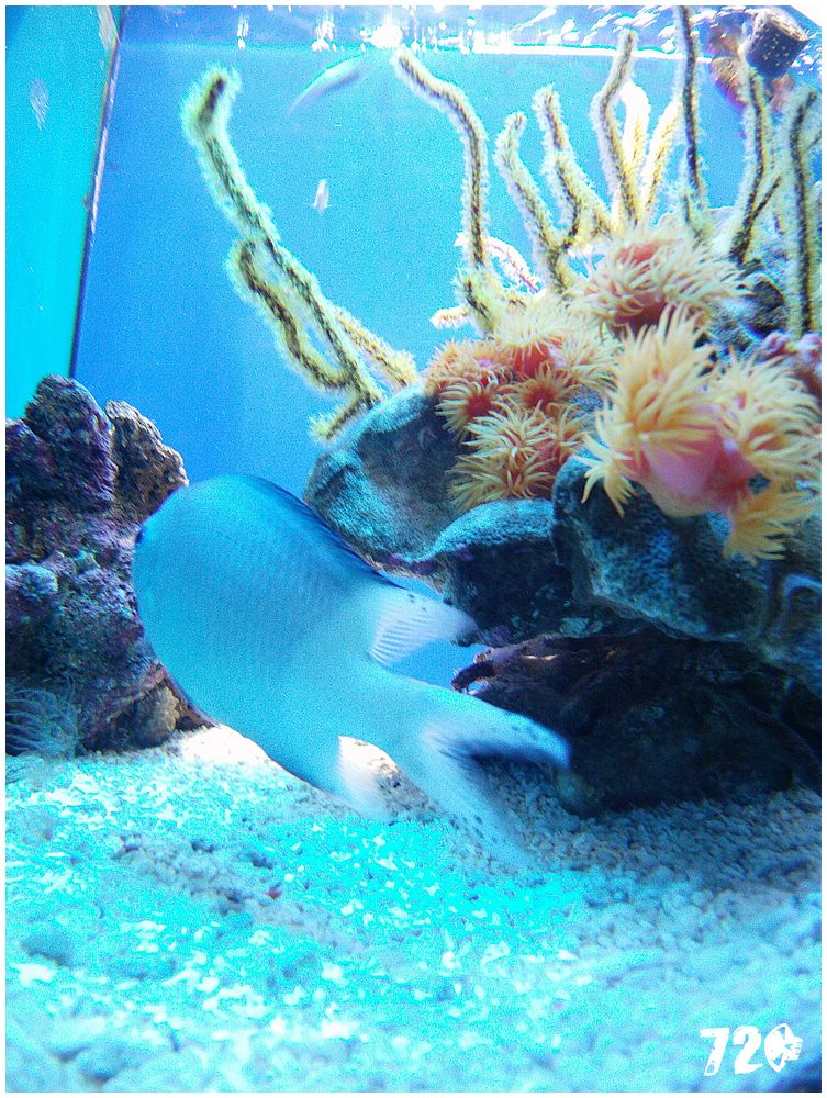 monaco_chasnikdve (44).jpg