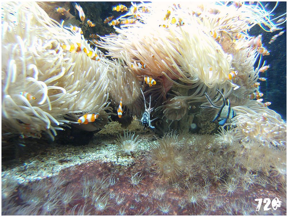 monaco_chasnikdve (47).jpg