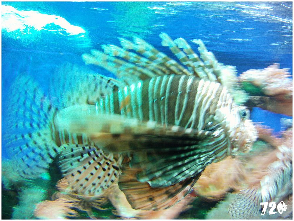 monaco_chasnikdve (49).jpg