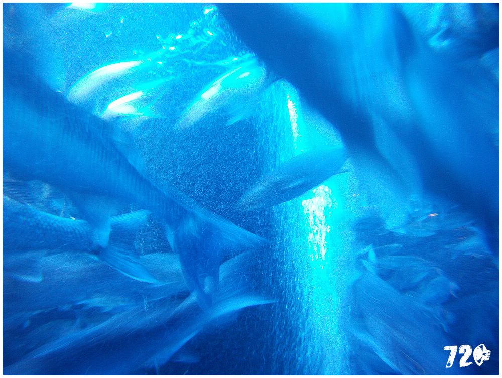 monaco_chasnikdve (51).jpg