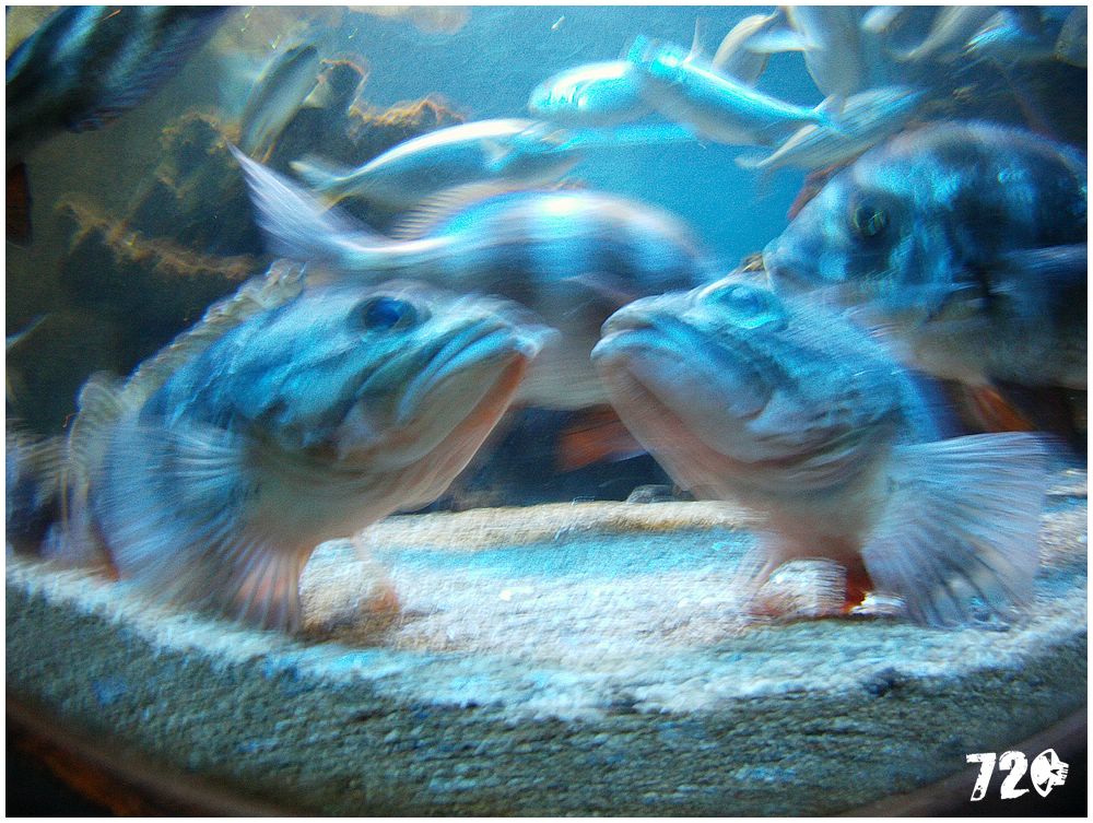 monaco_chasnikdve (54).jpg