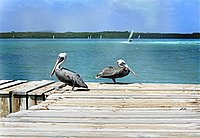 pelikans.jpg