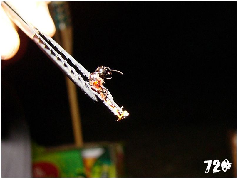 geisshamman (36).jpg