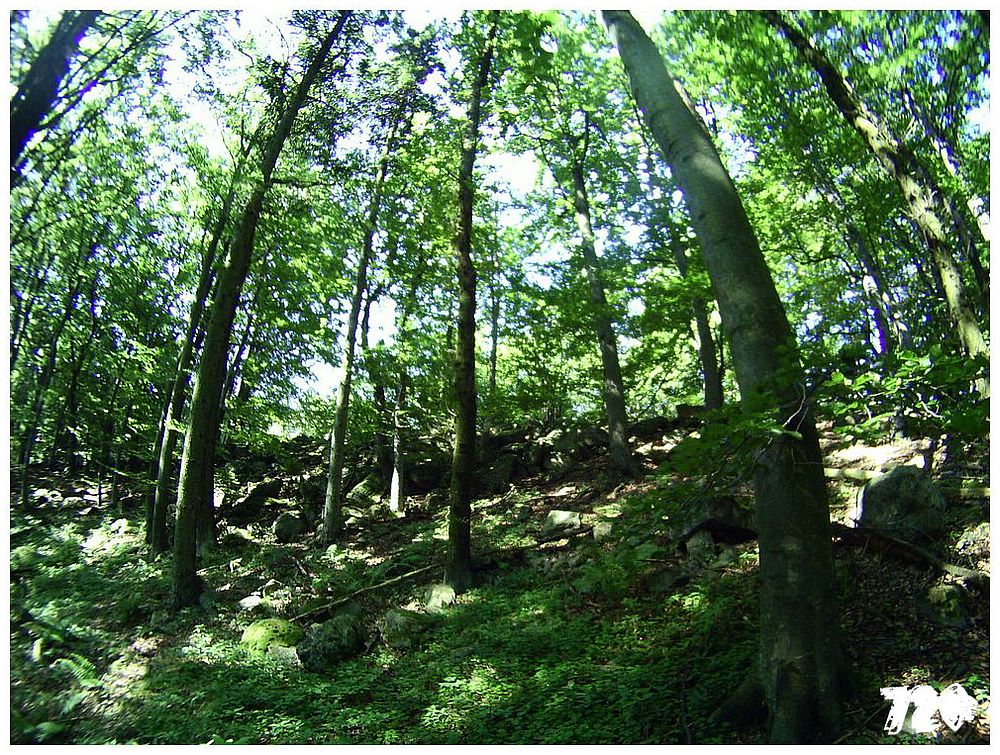 konecbrigar jaro (33).jpg