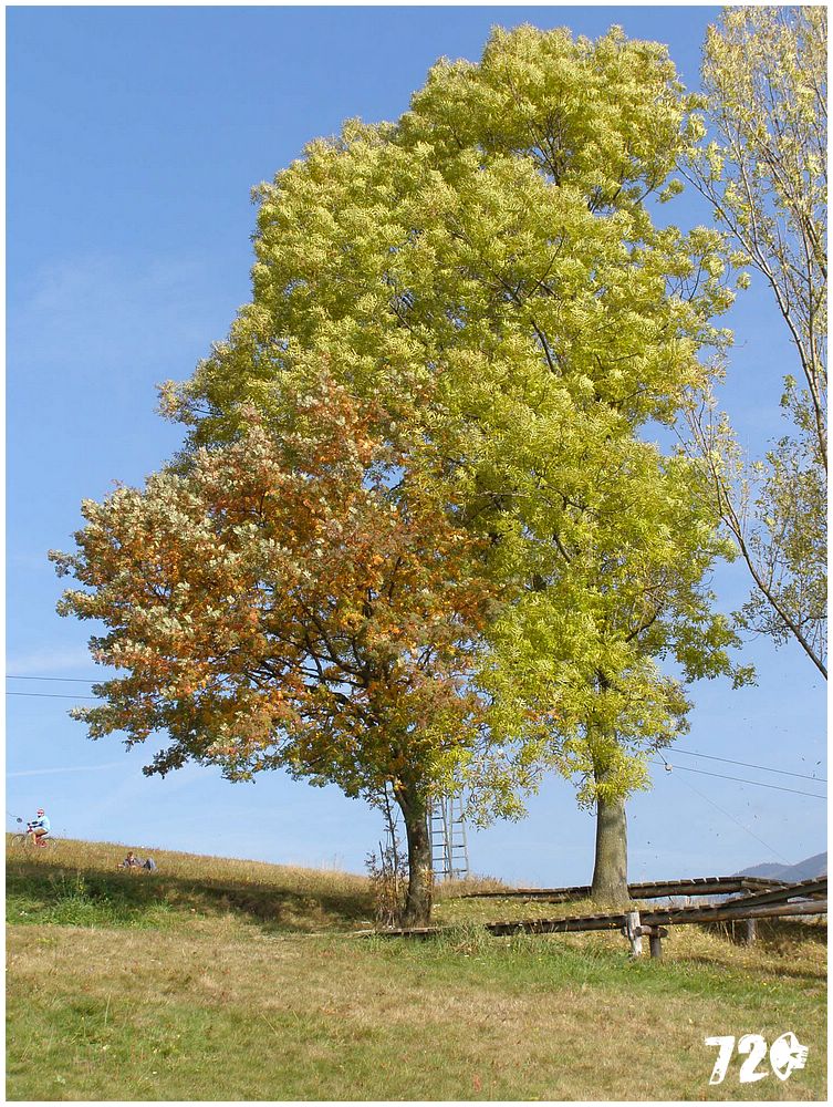 PA110553.JPG