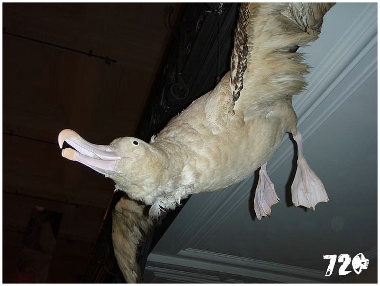 silvestrmonaco09010 (100).jpg