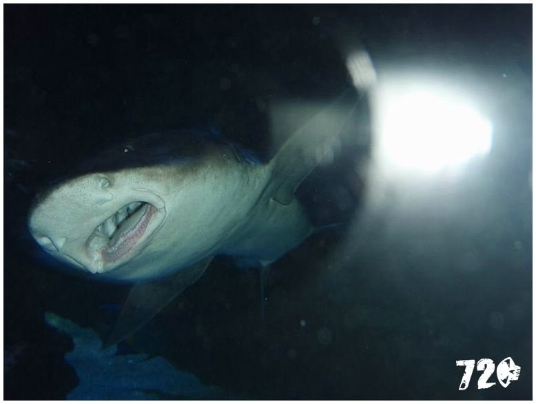 silvestrmonaco09010 (98).jpg