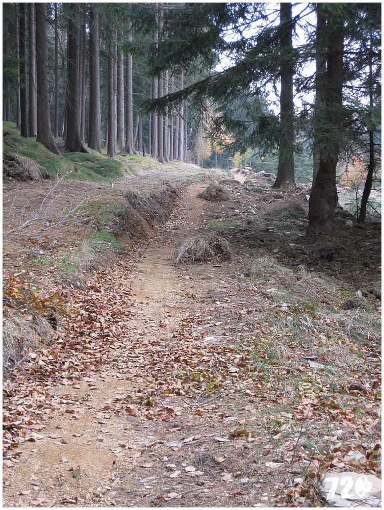 singl pod smrkem (1).jpg