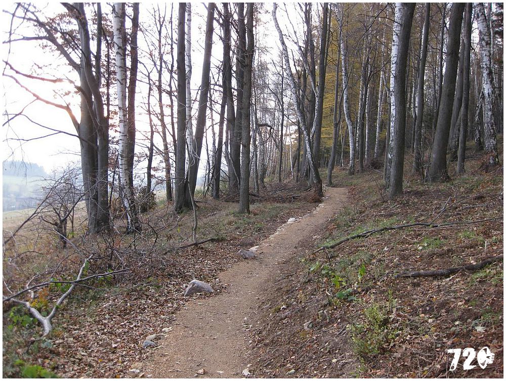 singl pod smrkem (11).jpg