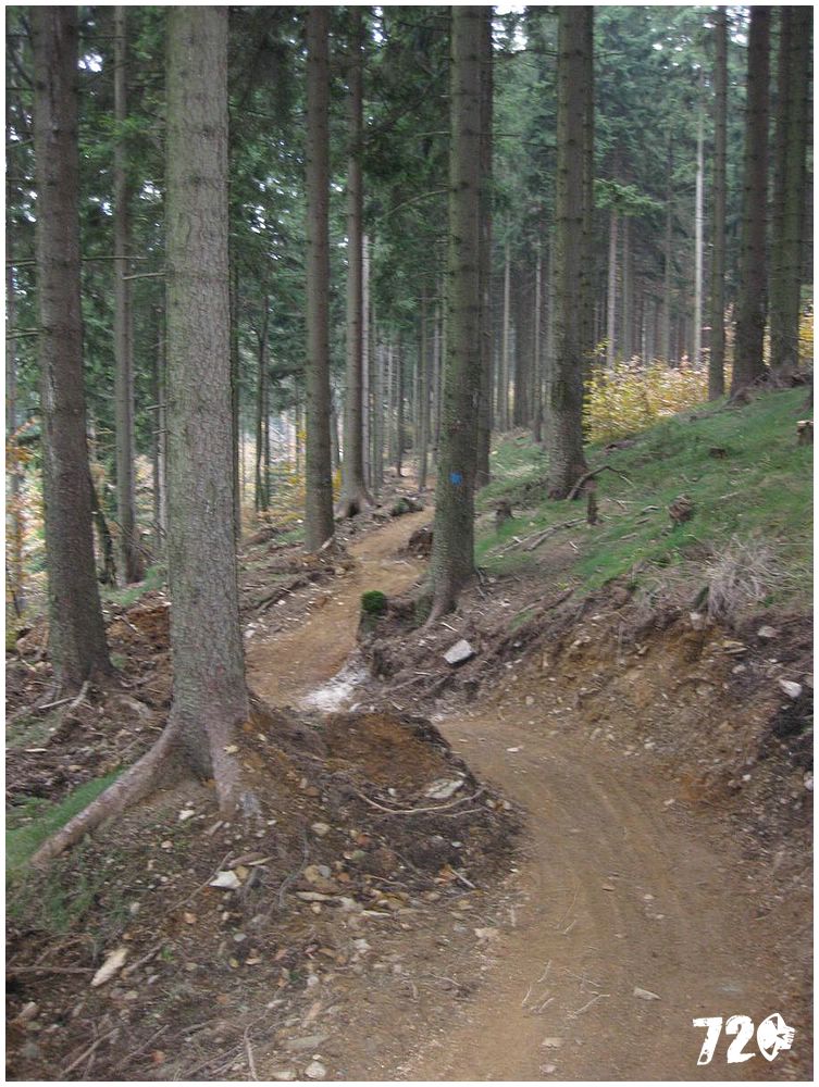 singl pod smrkem (2).jpg