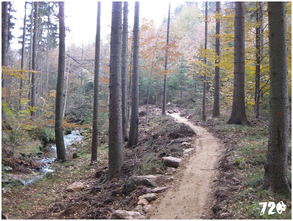 singl pod smrkem (4).jpg