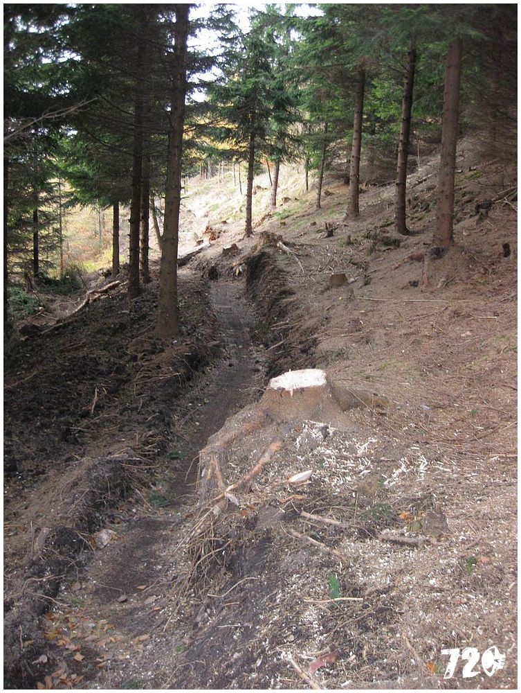 singl pod smrkem (7).jpg