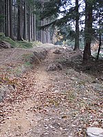 singl pod smrkem (1).jpg