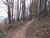 singl pod smrkem (11).jpg