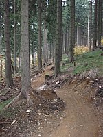 singl pod smrkem (2).jpg