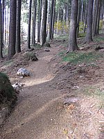 singl pod smrkem (20).jpg