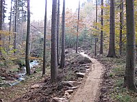 singl pod smrkem (4).jpg