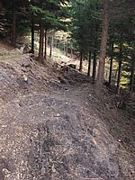 singl pod smrkem (6).jpg