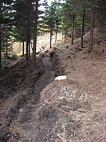 singl pod smrkem (7).jpg