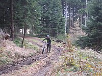 singl pod smrkem.jpg