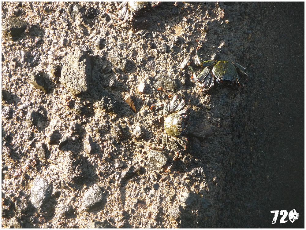 tenerife part one (1).JPG