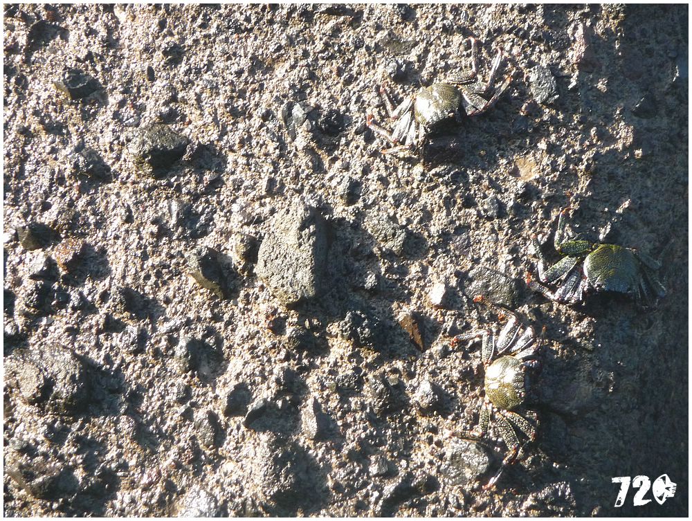 tenerife part one (2).JPG