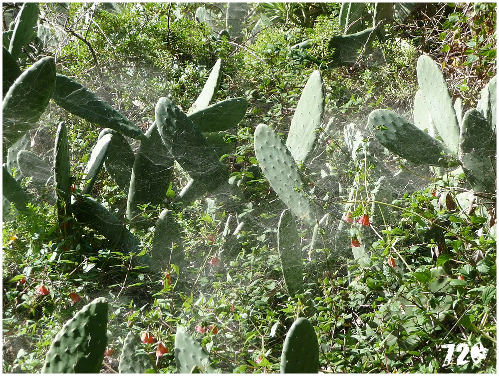 tenerife part one (54).JPG