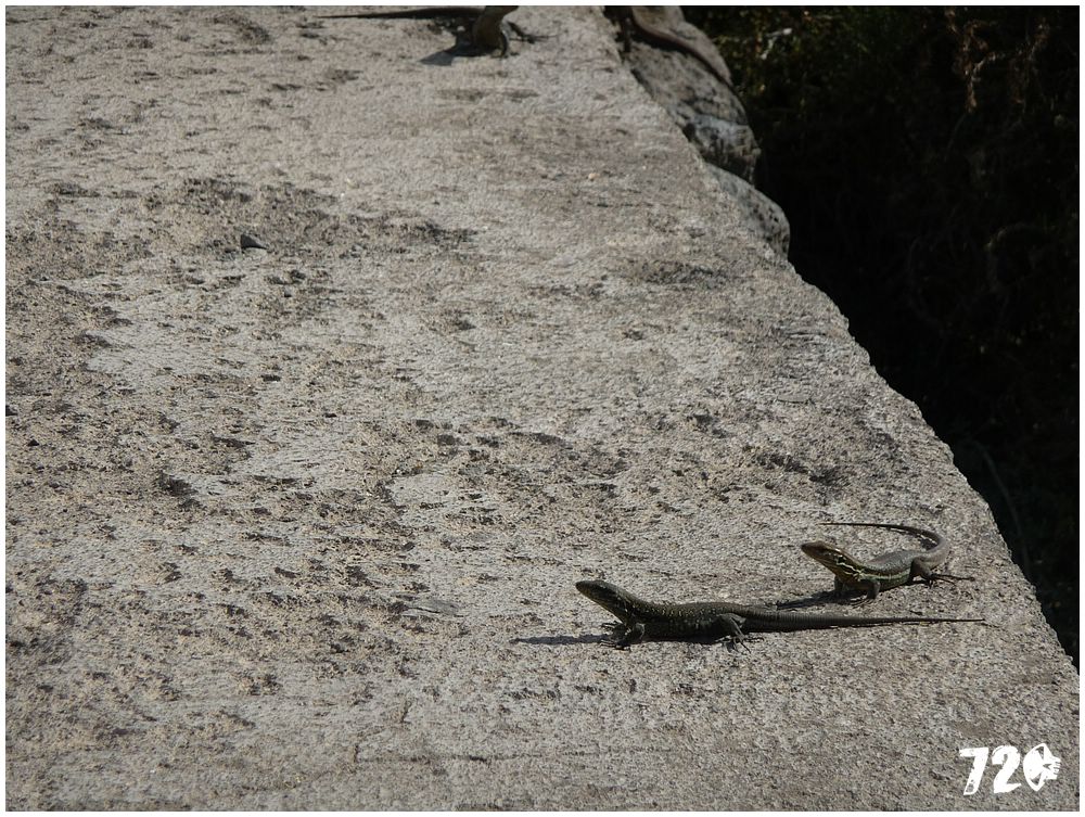 tenerife part tri (32).JPG