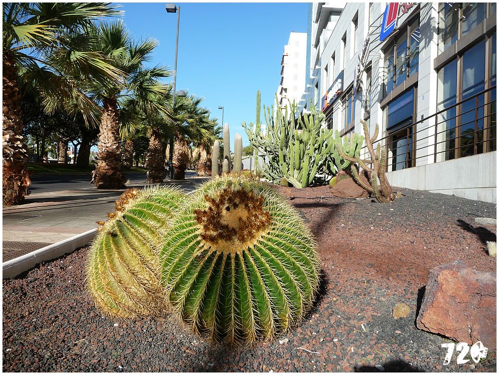 tenerife part tri (47).JPG