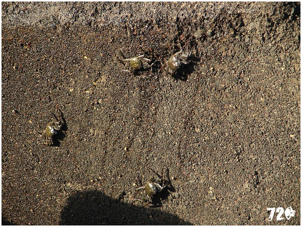 tenerife part tri.JPG