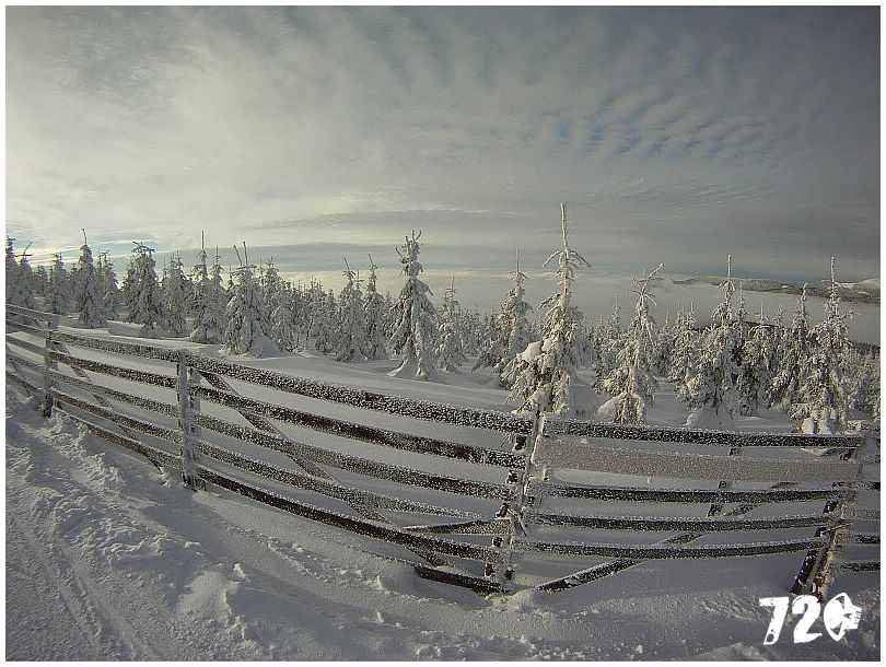 sneznice21011 (4).JPG